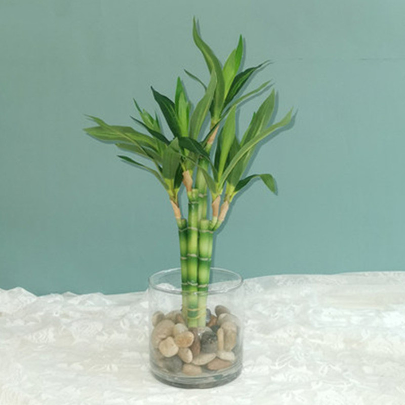 Aquarium Fish Only - 新しい 40 センチメートル rFtificial 幸運の竹多肉植物偽植物花グリーン鉢植え庭屋外ダイニングテーブル水槽家の装飾