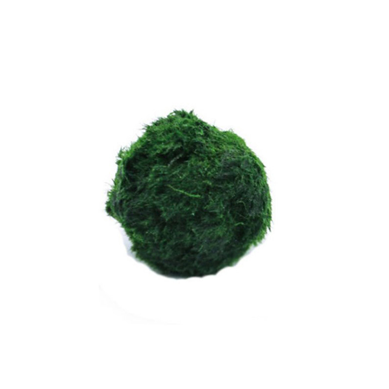 Aquarium Fish Green - マリモモスボール 生きた水槽植物 藻類 魚 エビ 水槽飾り