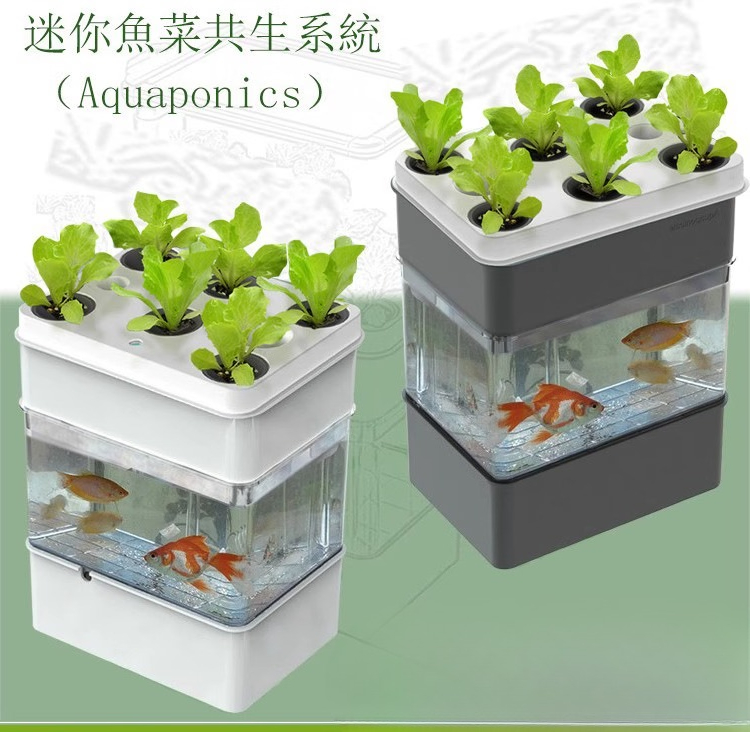 輸出水槽水族館の小さな生態 - Aquarium Fish Exporter のレビューと価格