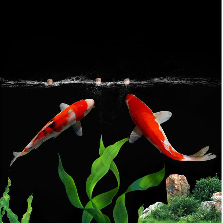 高品質なフードペレット、水槽魚、バタフライフィッシュ、金魚用 - Aquarium Fish Exporter のレビューと価格