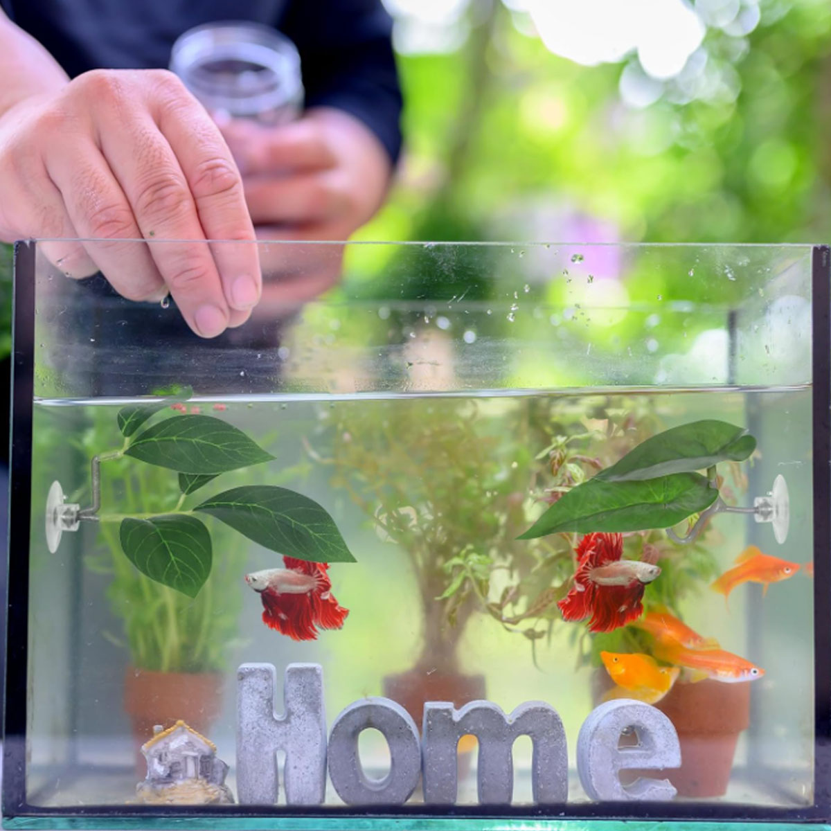 1 PC ベタフィッシュハンモック ソフト水槽装飾 プラスチ - Aquarium Fish Only のレビューと価格