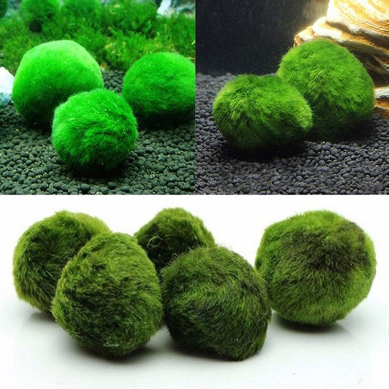 マリモモスボール 生きた水槽植物 藻類 魚 エビ 水槽飾り  - Aquarium Fish Green のレビューと価格