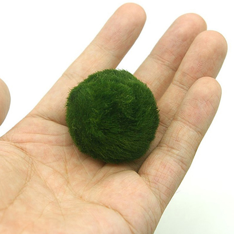 マリモモスボール 生きた水槽植物 藻類 魚 エビ 水槽飾り  - Aquarium Fish Green のレビューと価格