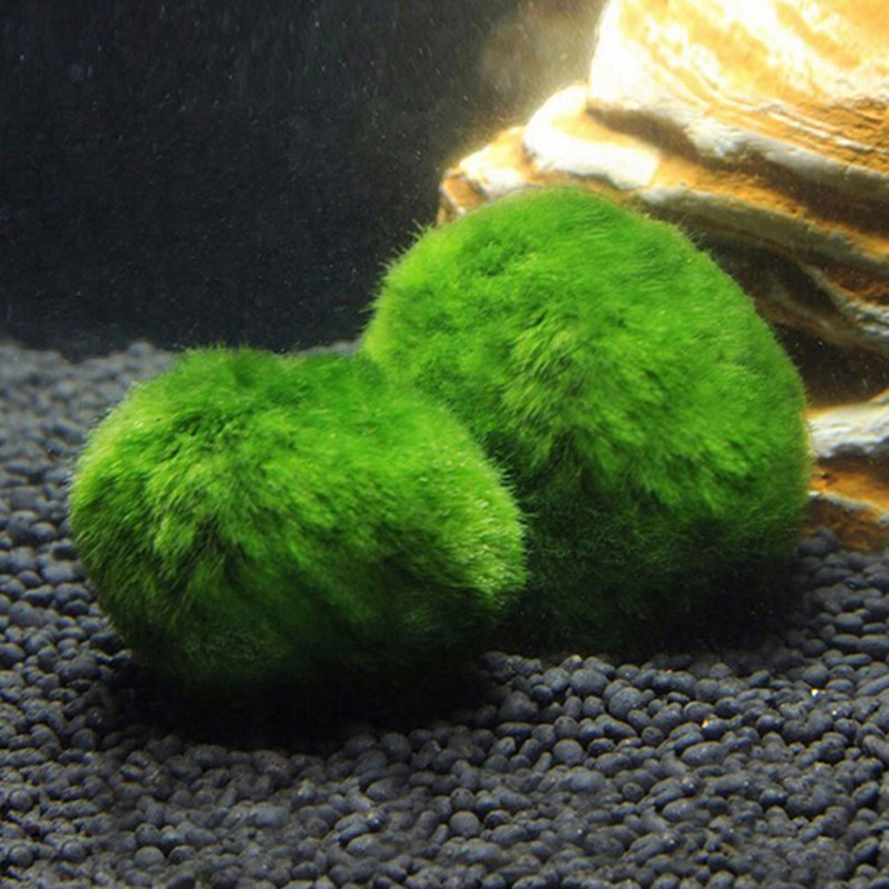 マリモモスボール 生きた水槽植物 藻類 魚 エビ 水槽飾り  - Aquarium Fish Green のレビューと価格