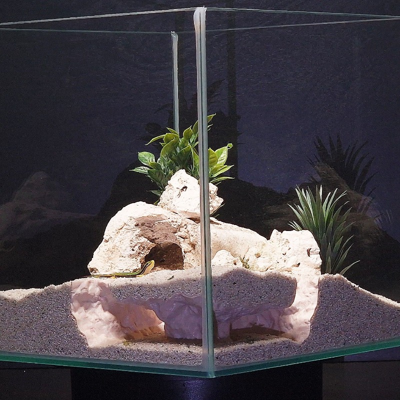 3Dプリント製水槽トンネルシェルター水槽装飾爬虫類隠れ家洞窟 - Aquarium Fish Hiding Places のレビューと価格