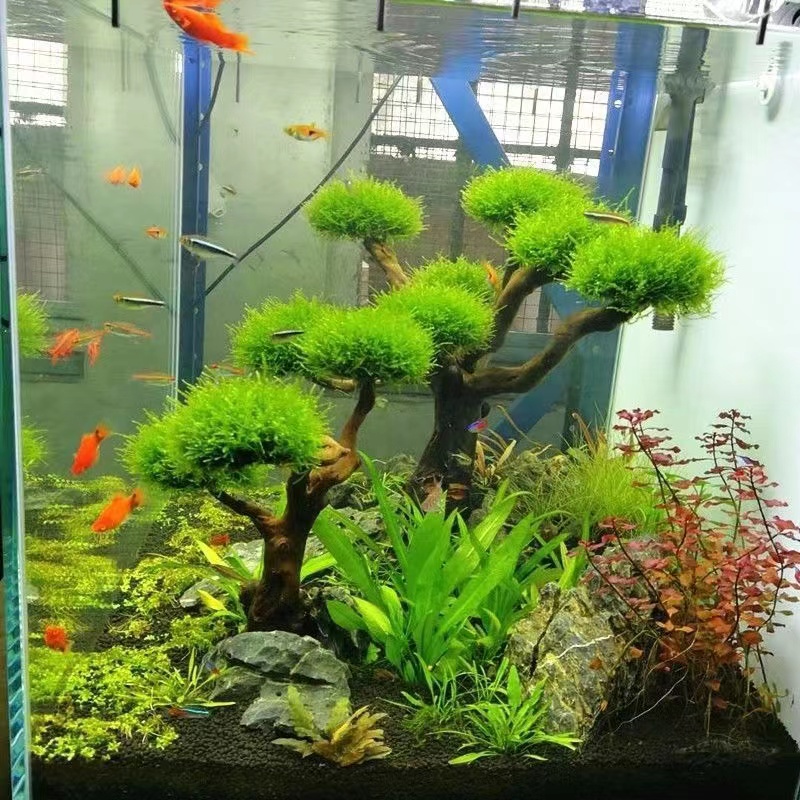 水槽緑化木枠植栽装飾アクセサリー苔木枠（苔なし）水槽植栽流木 - Aquarium Fish Green のレビューと価格
