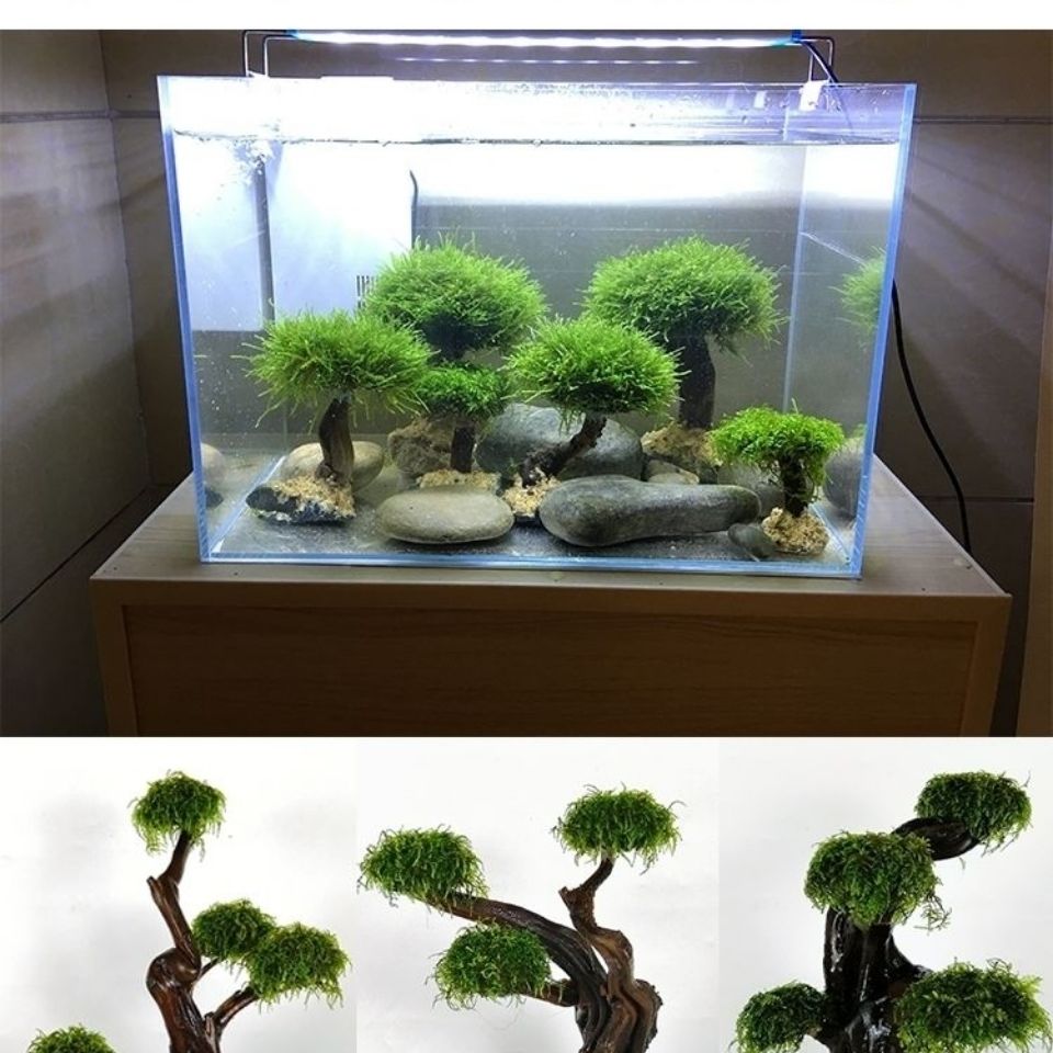 水槽緑化木枠植栽装飾アクセサリー苔木枠（苔なし）水槽植栽流木 - Aquarium Fish Green のレビューと価格