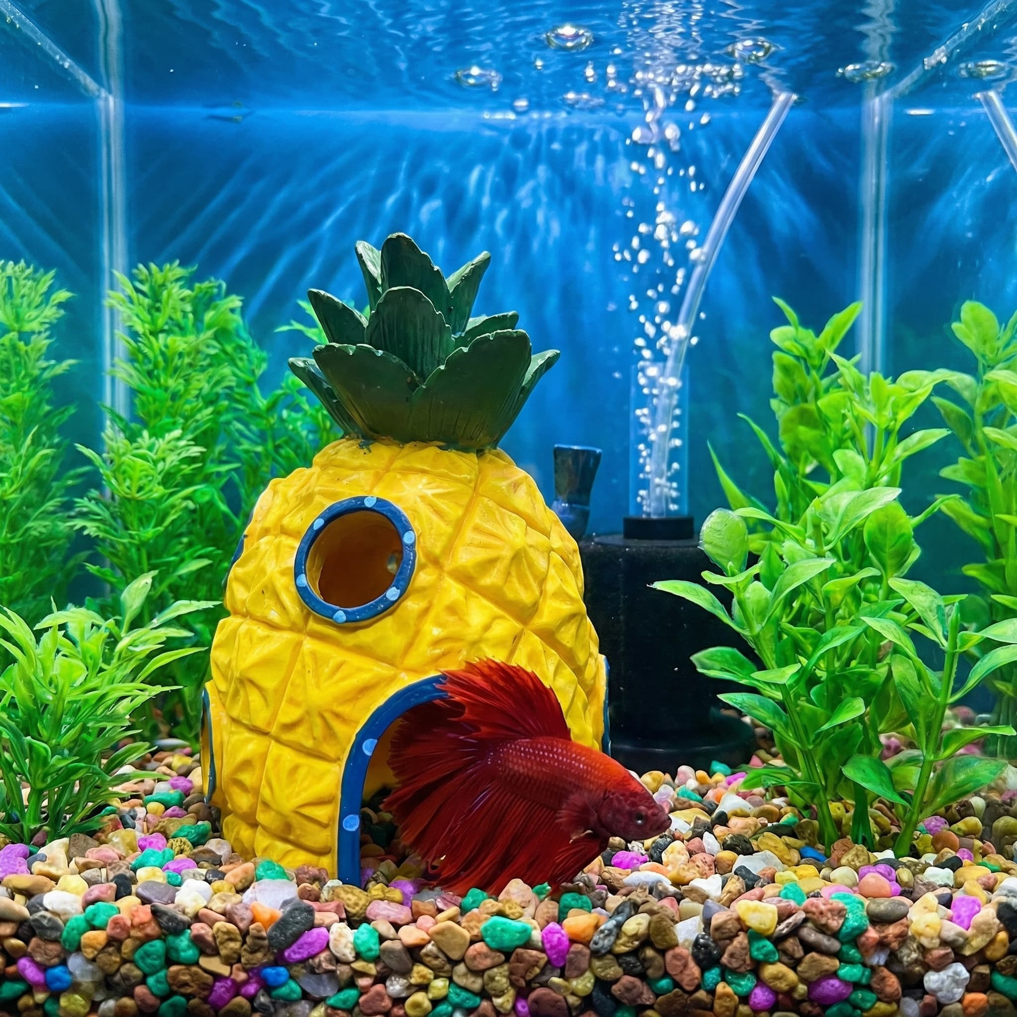 パイナップルハウス水族館装飾、エコフレンドリーな樹脂製ベタエ - Aquarium Fish Hiding Places のレビューと価格