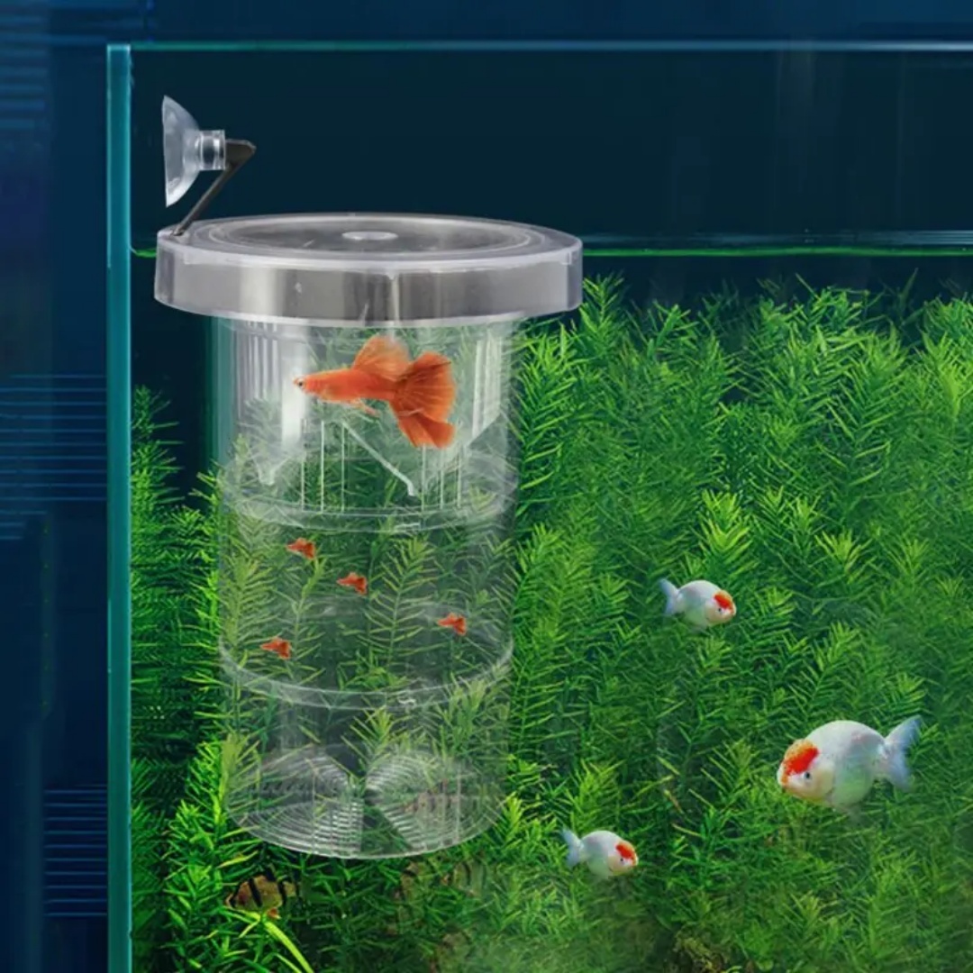 アクリル製浮遊魚繁殖隔離ボックス水槽飼育者フィーダー水槽孵化 - Aquarium Fish Jar のレビューと価格