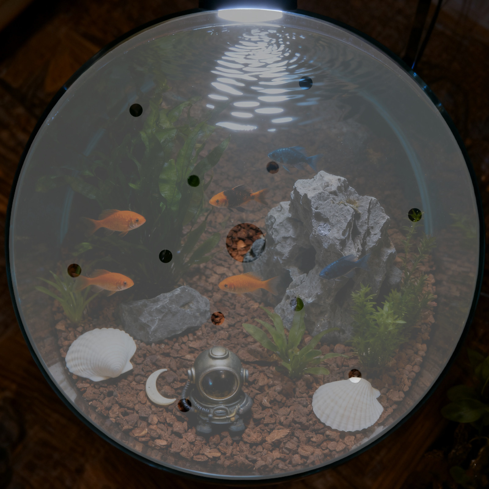 7 インチ丸型アクリル水槽カバー脱走防止蓋透明水槽保護プレー - Aquarium Fish Jar のレビューと価格